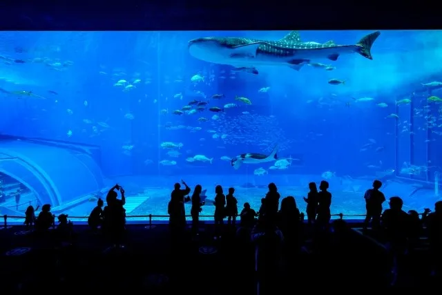 8月の沖縄おすすめの観光地②
美ら海水族館
