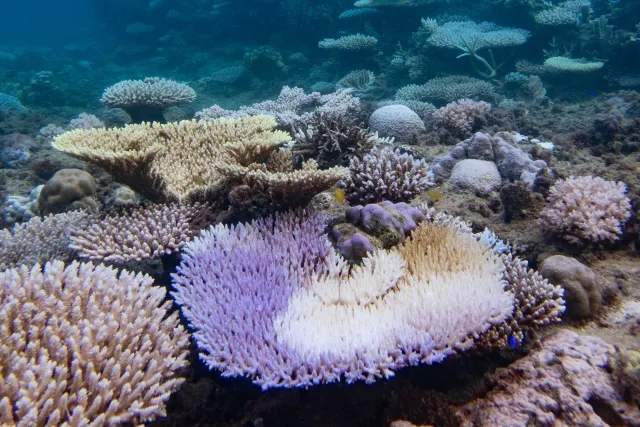 沖縄のサンゴ礁白化現象がもたらす実際の被害