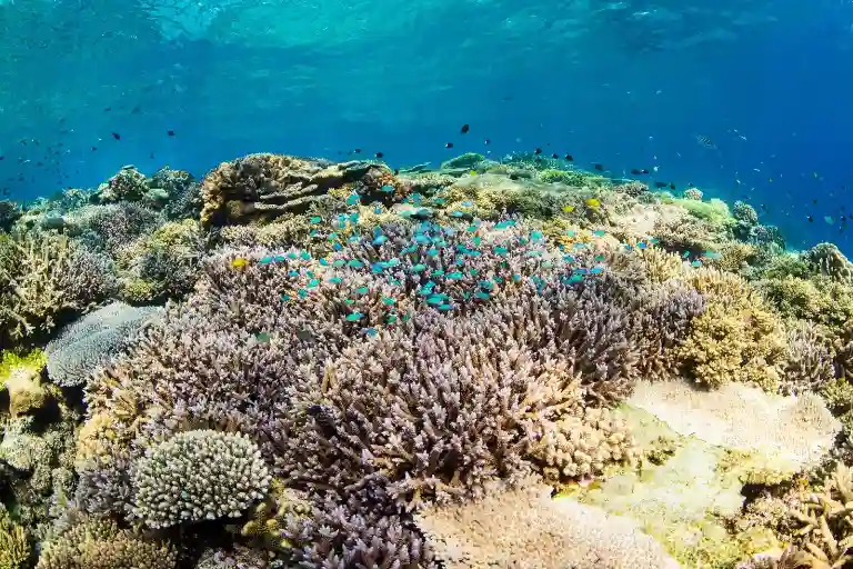 沖縄で上位を争うダイビングスポット「水納島」