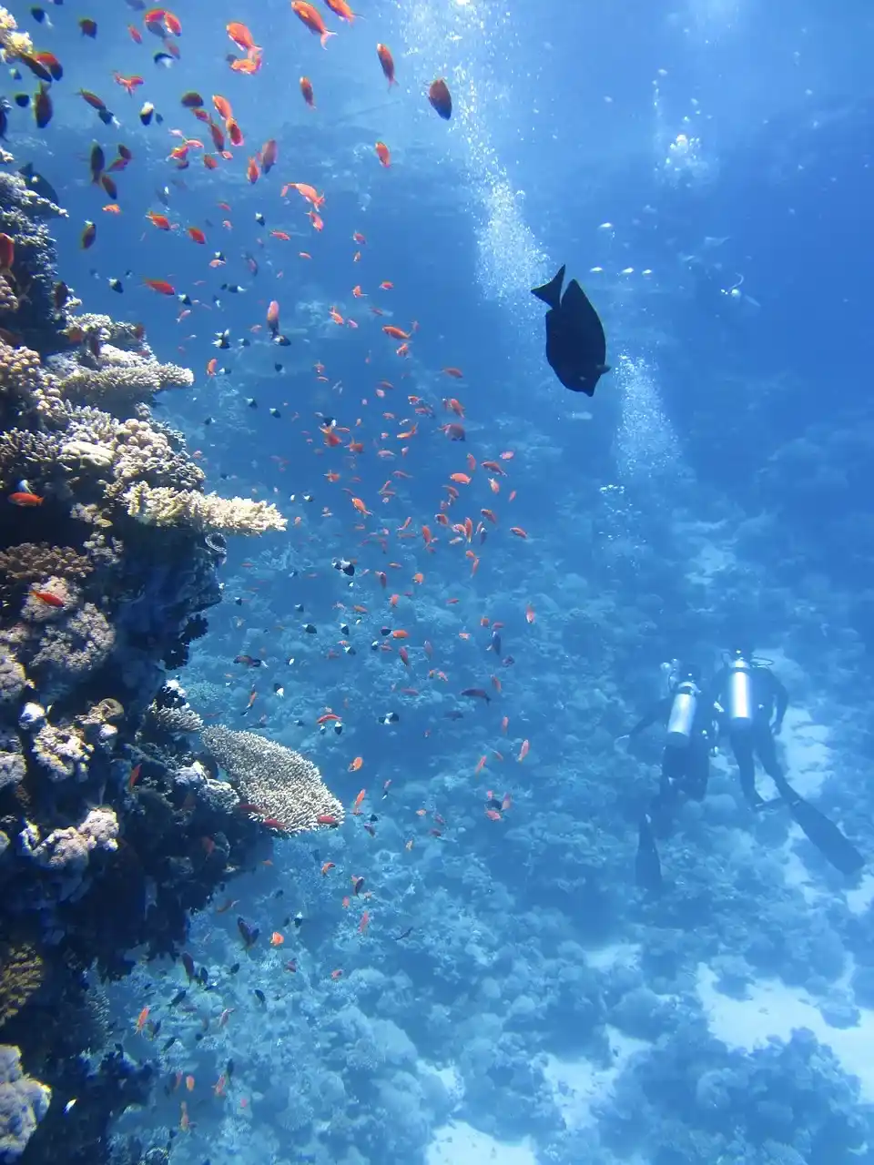 沖縄の水中世界でダイビング